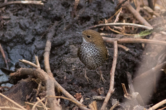 Pnoepyga albiventer