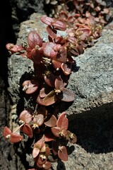 Alternanthera geniculata