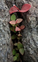 Alternanthera geniculata