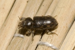 Heterocerus fenestratus