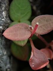 Alternanthera geniculata