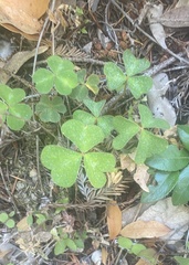 Oxalis oregana