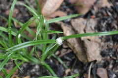 Cyperus mindorensis