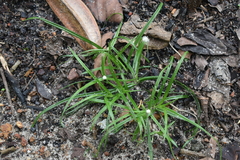 Cyperus mindorensis