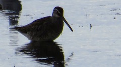 Limnodromus scolopaceus