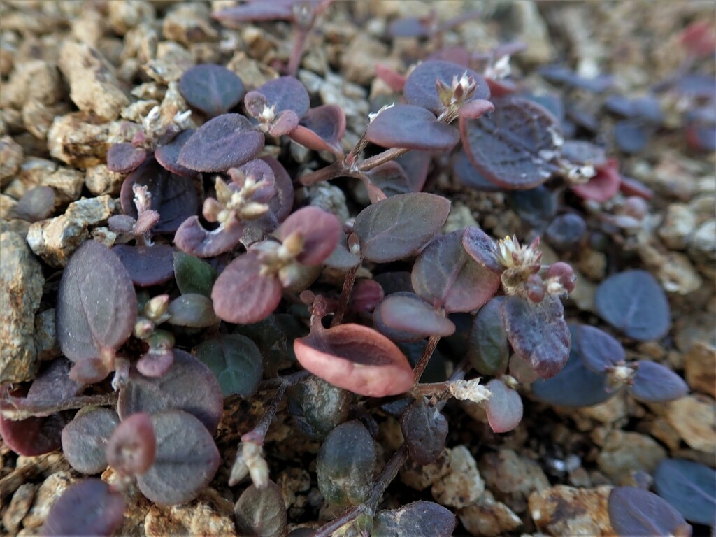 Alternanthera geniculata
