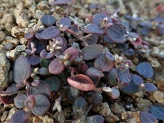 Alternanthera geniculata