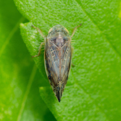 Acinopterus