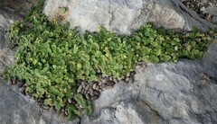 Alternanthera geniculata