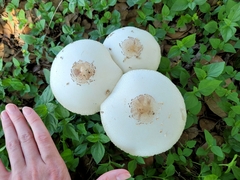 Euborellia annulipes