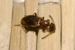 Omonadus floralis