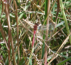 Sympetrum internum
