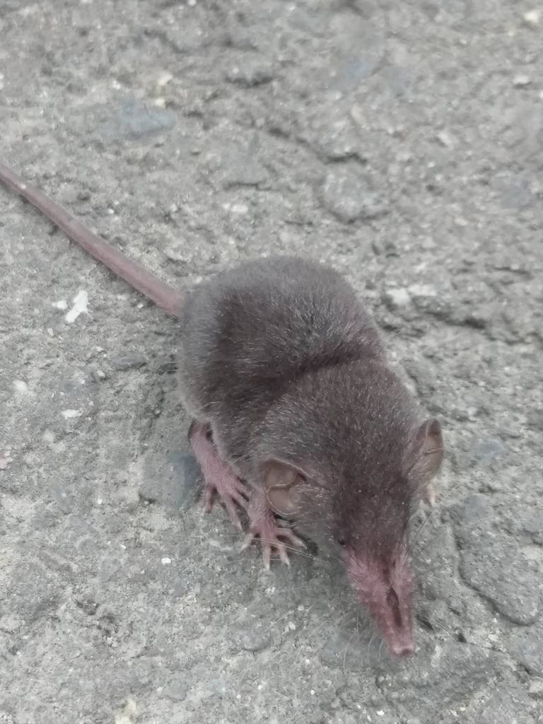 Taiwanese Gray Shrew