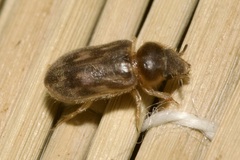 Heterocerus fenestratus