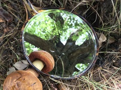 Neoboletus xanthopus