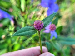 Gomphrena serrata