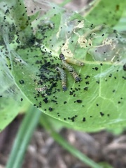 Saucrobotys futilalis