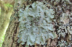 Ricasolia quercizans