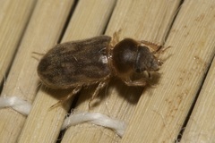 Heterocerus fenestratus