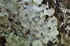 Ricasolia quercizans