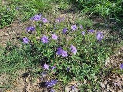Ruellia nudiflora