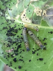 Saucrobotys futilalis