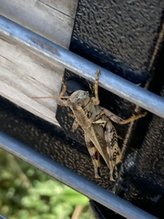 Melanoplus ponderosus