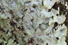 Ricasolia quercizans