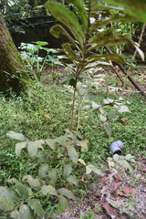 Psidium guajava