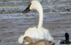 Cygnus