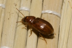 Bradycellus verbasci