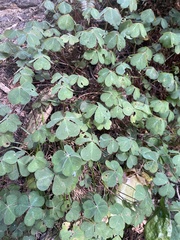 Oxalis oregana