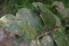 Psidium guajava