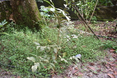 Psidium guajava