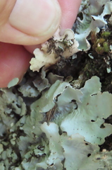 Ricasolia quercizans