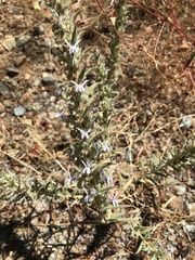 Trichostema lanceolatum