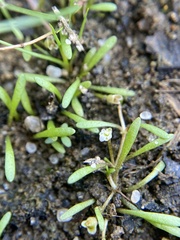 Glossostigma cleistanthum