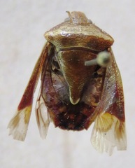 Pentatomidae