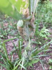 Saucrobotys futilalis