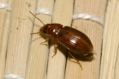 Bradycellus verbasci