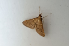 Dolicharthria punctalis