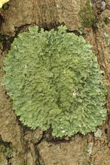 Punctelia rudecta