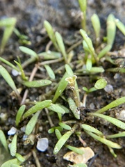 Glossostigma cleistanthum
