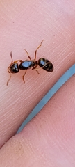 Lasius claviger