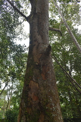 Artocarpus hirsutus
