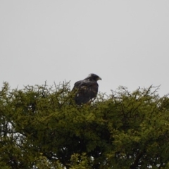 Geranoaetus albicaudatus