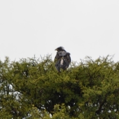 Geranoaetus albicaudatus