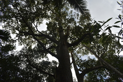Artocarpus hirsutus