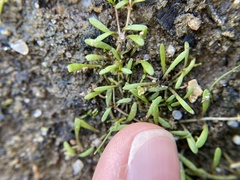 Glossostigma cleistanthum