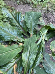 Lysichiton americanus